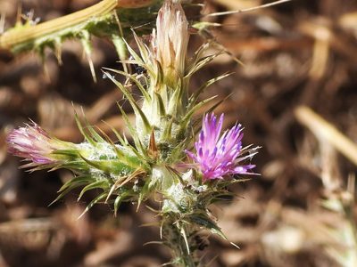 Carduus tenuiflorus, photographed by amantedarmanin