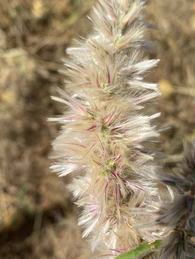 Cyathula quadrangula, photographed by Dave U