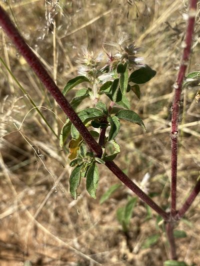 Cyathula quadrangula, photographed by Dave U