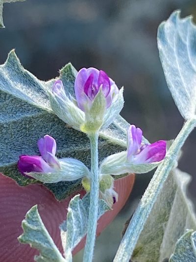 Cullen tomentosum, photographed by Dave U