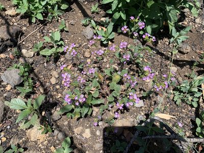 Phacelia suaveolens, photographed by John Hibbard