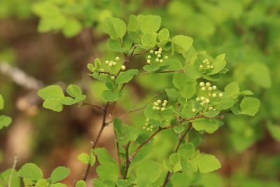Spiraea chamaedryfolia, photographed by Nina Filippova