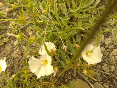 Convolvulus lineatus, photographed by castieler
