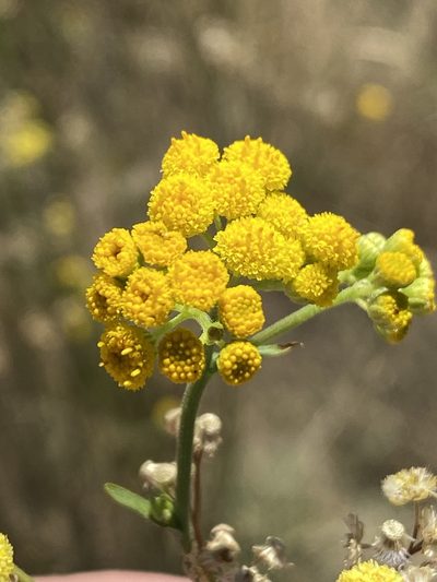 Nidorella resedifolia, photographed by Dave U