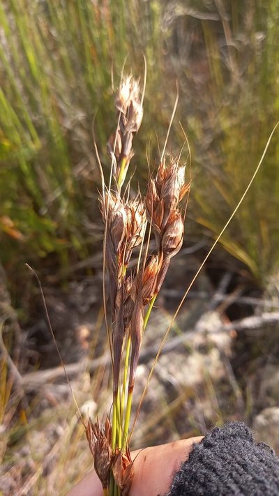 Tetraria fourcadei, photographed by kevin koen