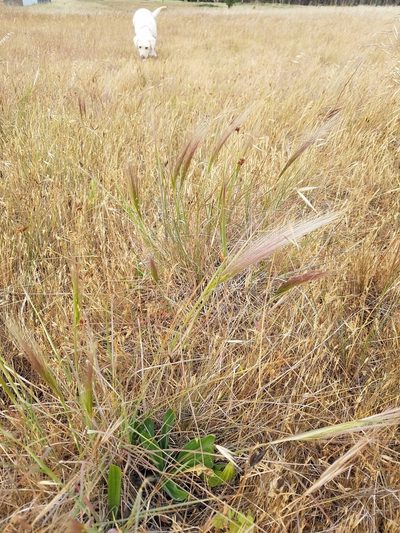 Elymus multisetus, photographed by D Defreese