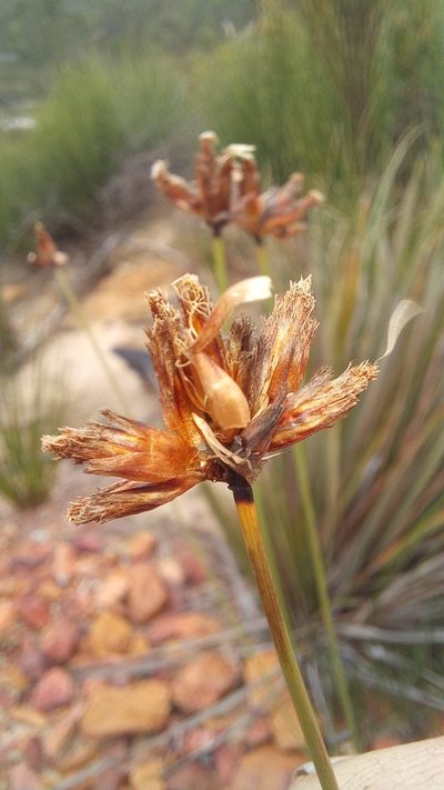Ficinia anysbergensis, photographed by kevin koen
