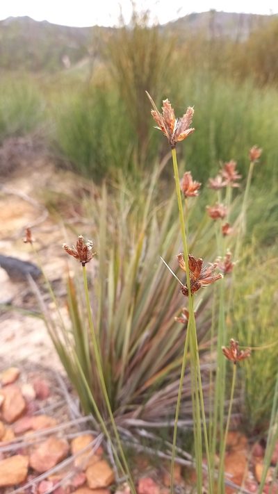 Ficinia anysbergensis, photographed by kevin koen