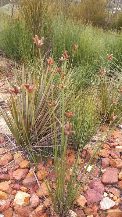 Ficinia anysbergensis, photographed by kevin koen