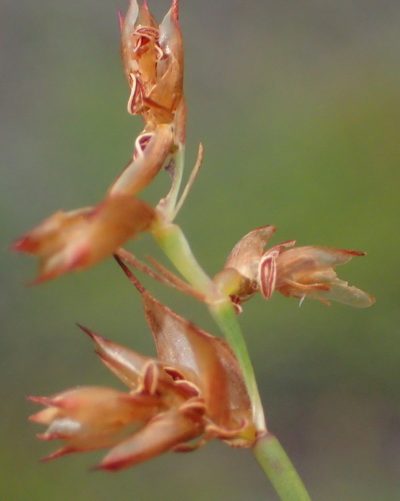 Mastersiella spathulata, photographed by Nicola van Berkel
