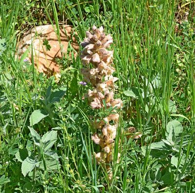 Orobanche lutea, photographed by Kostas Zontanos