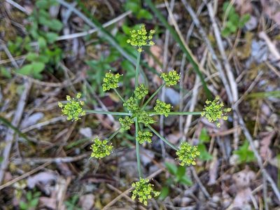 Lomatium howellii, photographed by David Anderson