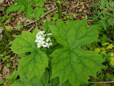 Podophyllum cymosum, photographed by Will Kuhn