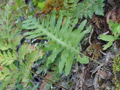 Polypodium macaronesicum, photographed by Julien Renoult