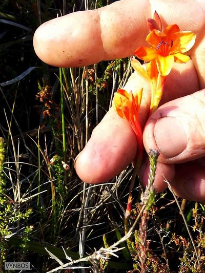 Watsonia minima, photographed by Chris Vynbos