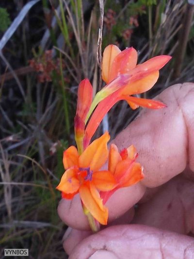 Watsonia minima, photographed by Chris Vynbos