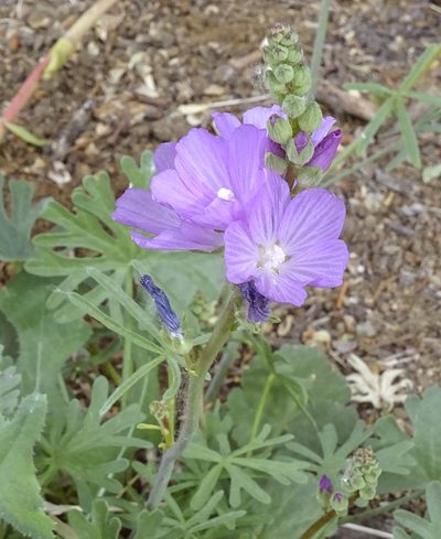 Sidalcea covillei, photographed by Nancy Overholtz