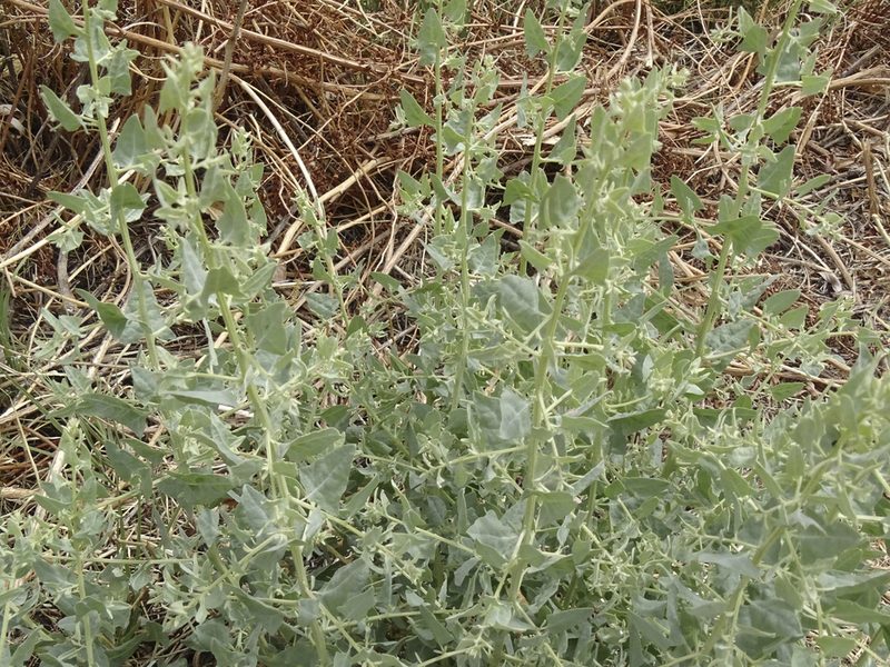 Atriplex truncata, photographed by Nancy Overholtz