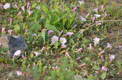Calystegia hederacea, photographed by Zinogre