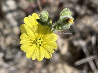 Lagophylla ramosissima, photographed by Dee Shea Himes