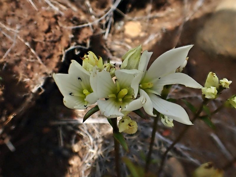 Gentianella stellata, photographed by Duncan Cunningham