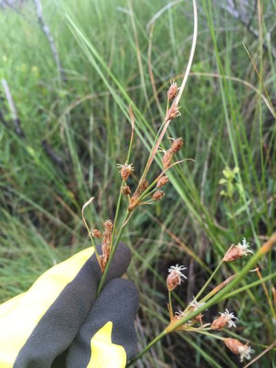 Fimbristylis caroliniana, photographed by Jonathan Layman