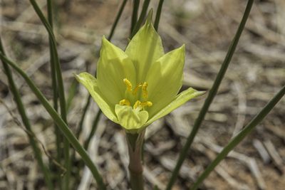 Habranthus longifolius, photographed by Craig Martin