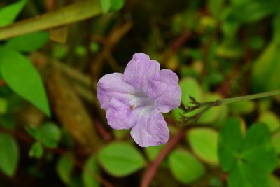 Ruellia breedlovei, photographed by Neptalí Ramírez Marcial