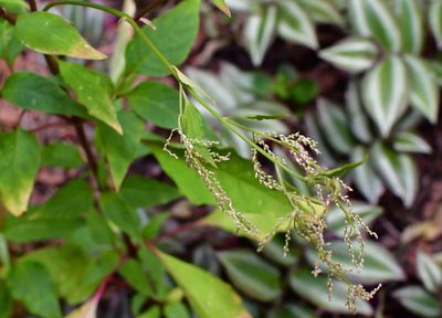 Iresine rhizomatosa, photographed by Neptalí Ramírez Marcial