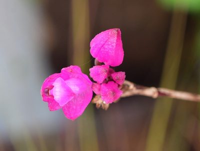 Domingoa purpurea, photographed by Neptalí Ramírez Marcial