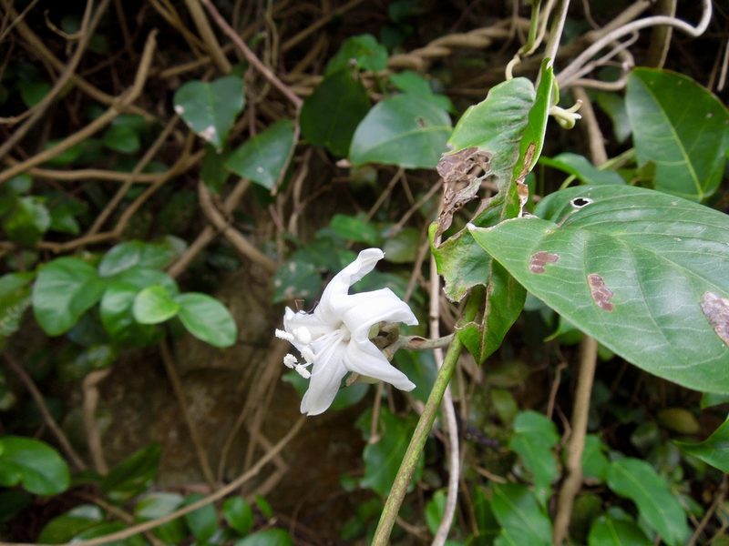 Argyreia obtusifolia, photographed by Shawn O'Donnell