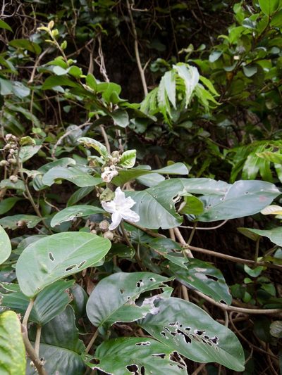 Argyreia obtusifolia, photographed by Shawn O'Donnell