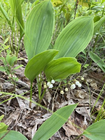 Convallaria pseudomajalis, photographed by Brandon Wheeler