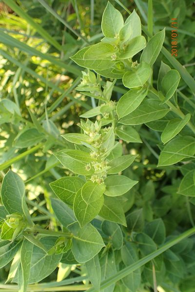 Clutia cordata, photographed by Peter Warren