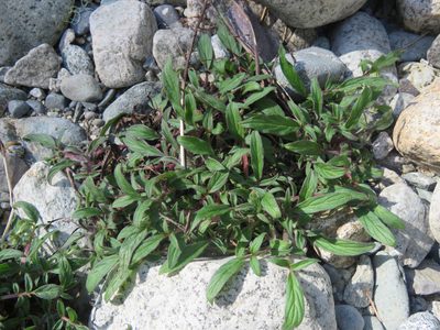 Phacelia leptosepala, photographed by Erin Springinotic