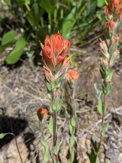 Castilleja brevilobata, photographed by David Anderson