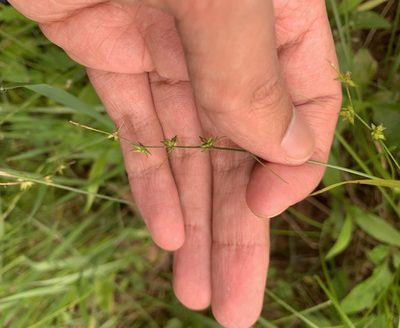 Carex radiata, photographed by Ashwin Srinivasan
