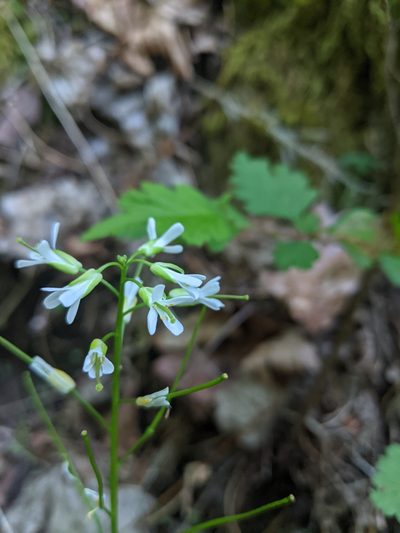 Arabis eschscholtziana, photographed by Patrick Sowers