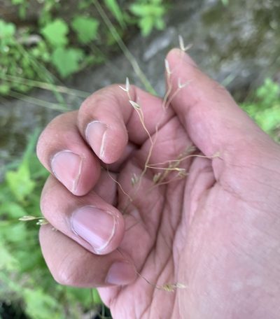 Poa autumnalis, photographed by Ashwin Srinivasan