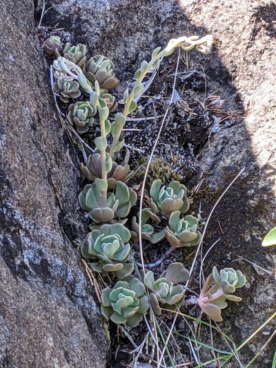 Sedum laxum, photographed by David Anderson