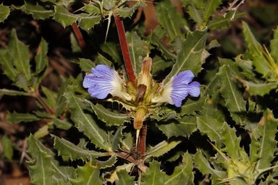 Blepharis diversispina, photographed by i_c_riddell