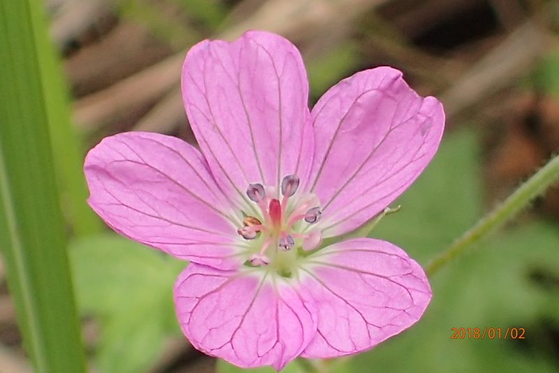 Geranium ornithopodon, photographed by Peter Warren