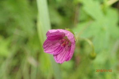 Geranium ornithopodon, photographed by Peter Warren