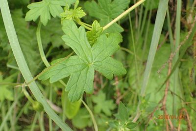 Geranium ornithopodon, photographed by Peter Warren