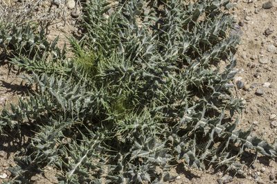 Cirsium ochrocentrum, photographed by Craig Martin