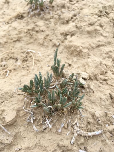 Abronia bigelovii, photographed by Cecelia Alexander