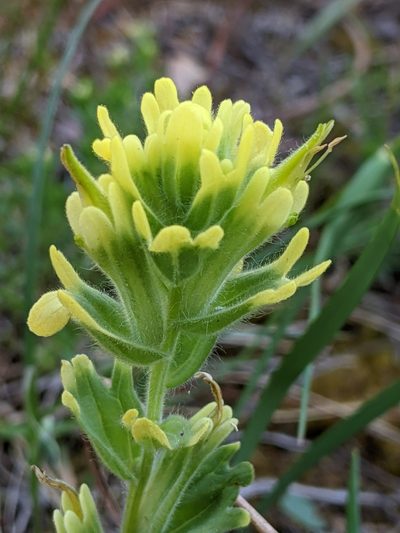 Castilleja brevilobata, photographed by David Anderson