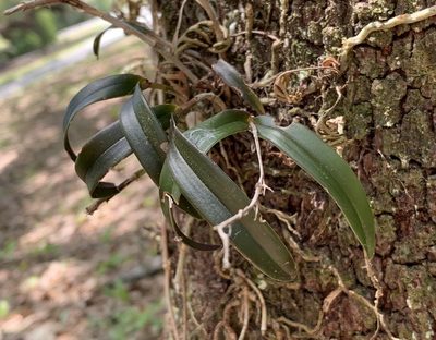 Epidendrum conopseum, photographed by natalie
