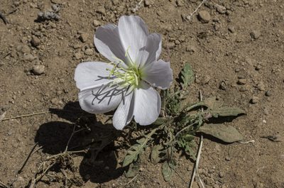 Oenothera albicaulis, photographed by Craig Martin