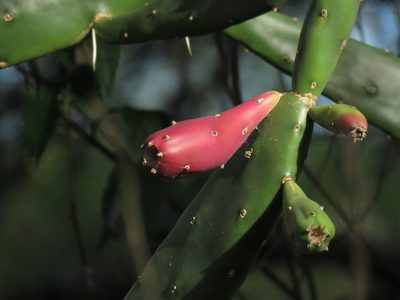 Opuntia elata, photographed by Gustavo Puente